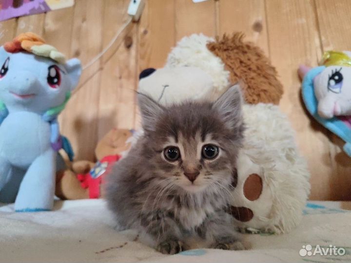 Котята бесплатно