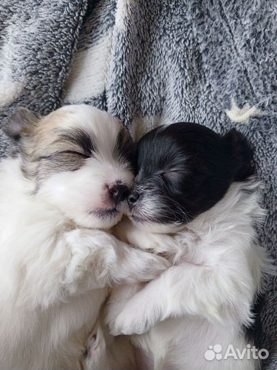 Собака маленькая порода