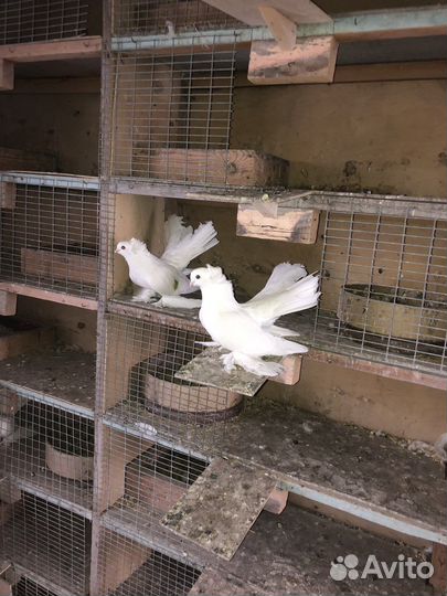 Продажа голубей