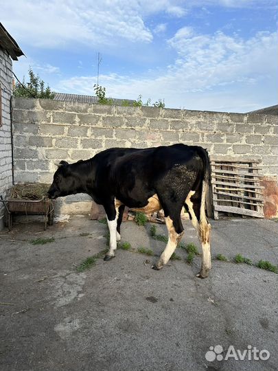 Корова стельная