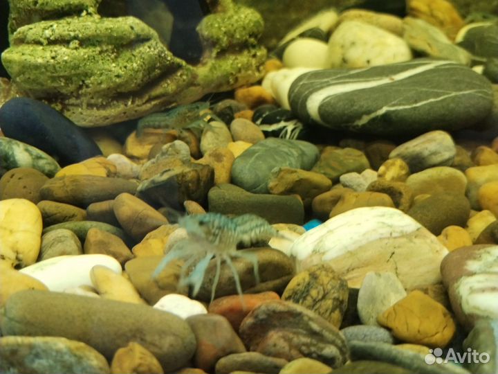 Голубой кубинский рак