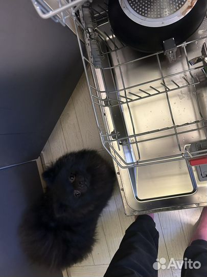 Кинолог, дрессировка, передержка собак