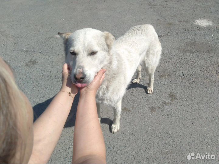 Собака ищет дом