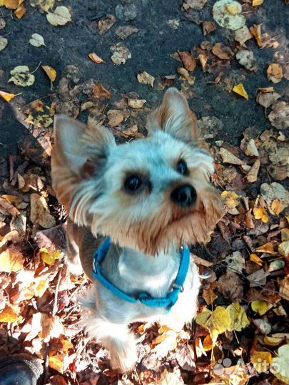 Йоркширский терьер