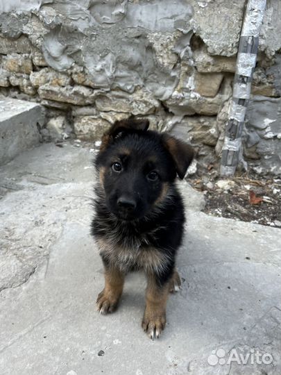 Щенки немецкой овчарки