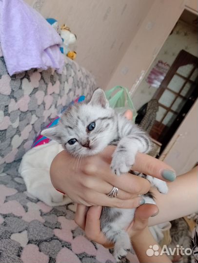 Шотландские котята