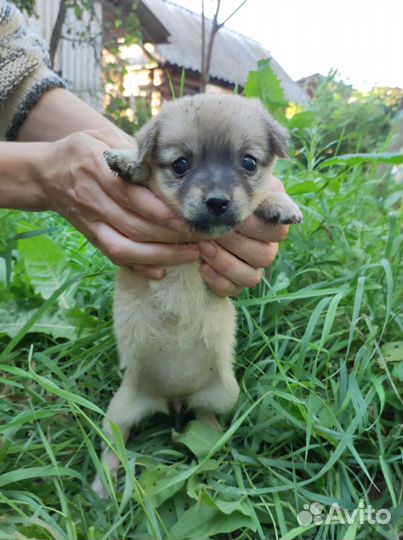 Собаки бесплатно в добрые руки
