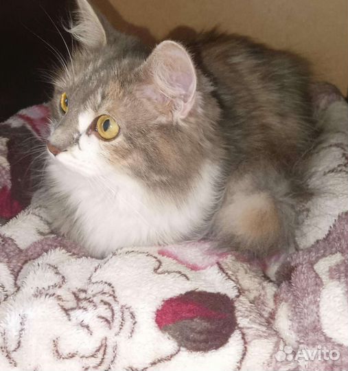 Кошка в добрые руки