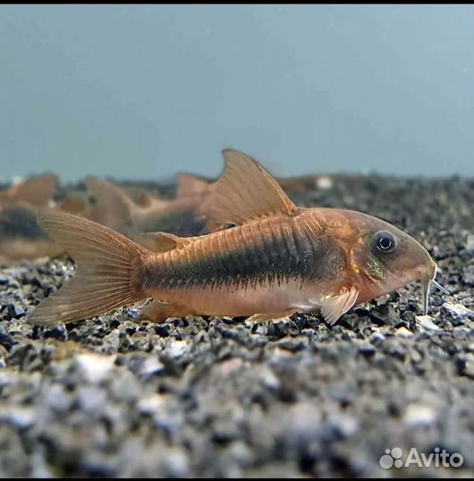 Аквариумные рыбки и креветки