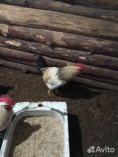 Молодые петухи