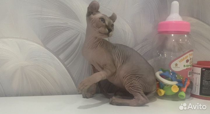 Канадский сфинкс