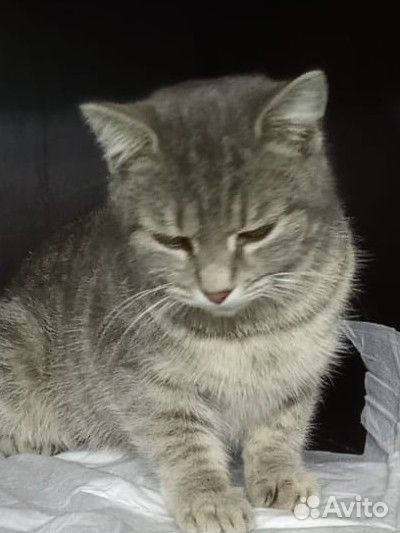 Кошечка в добрые руки