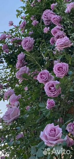 Саженцы плетистых роз открыт сезон продаж