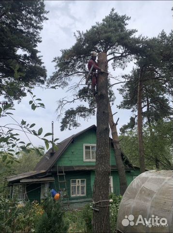 Удаление кронирование обрезка деревьев