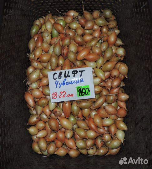 Голландский и Российский лук севок