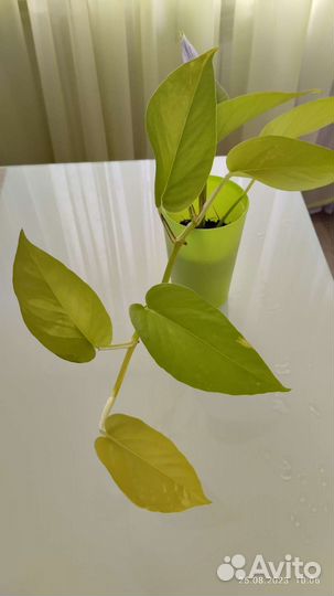 Эпипремнум Неон