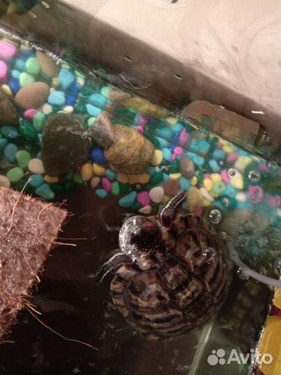 Две Красноухие черепахи с аквариумом бесплатно