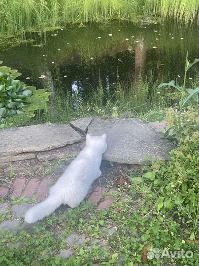 Котик-экзотик