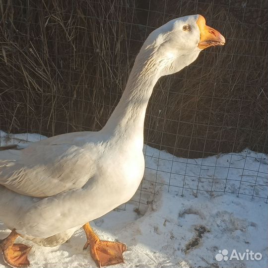 Гусак холмогор, молодой на племя