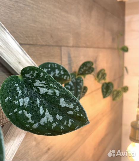 Сциндапсус пиктус