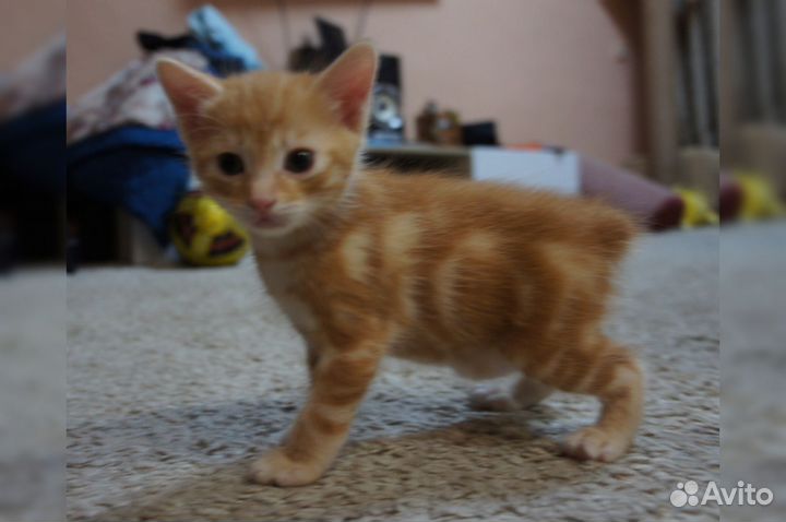 Курильский бобтейл