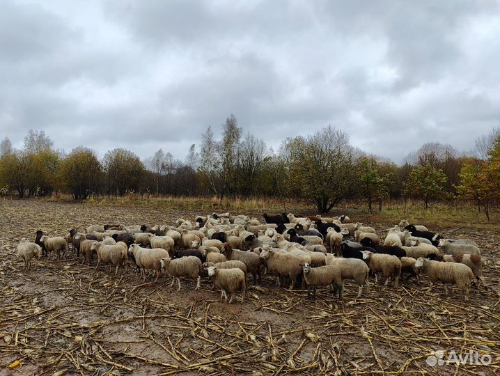 Ярки на племя