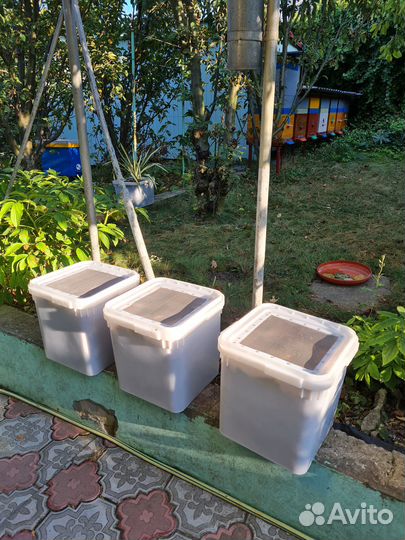 Восковая моль, огневка