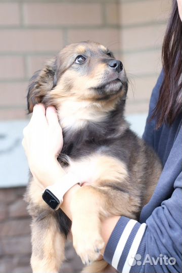 Щенки