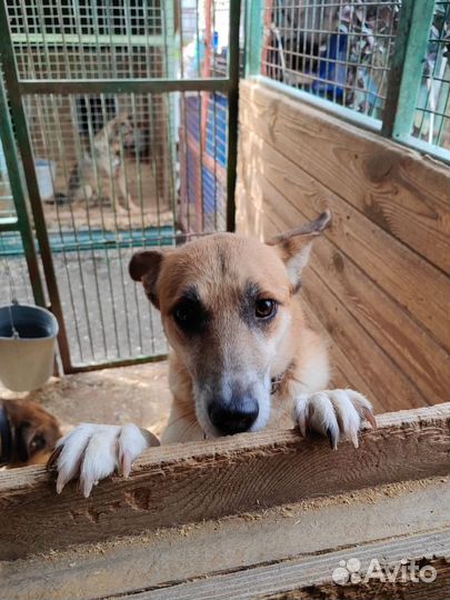 Малышка Шейла. Собака в дар. Приют Некрасовка
