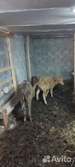 Телята телки