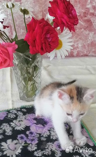 Котята в дар