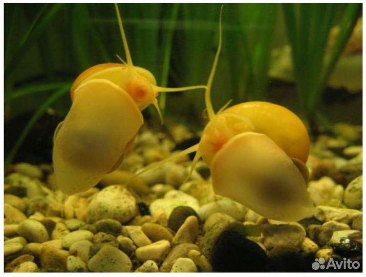 Улитка Аквариумная ампулярия