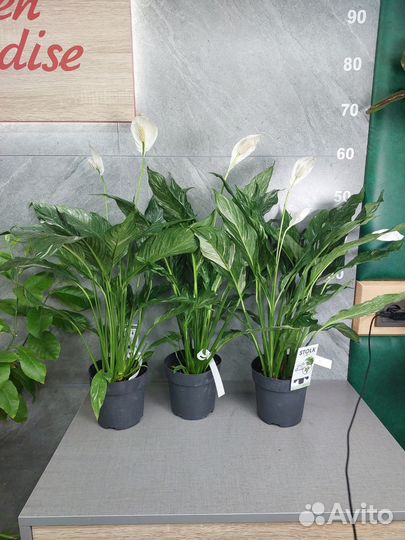 Спатифиллум даймонд вариегатный