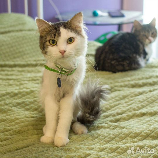 Котенок Джон Сноу