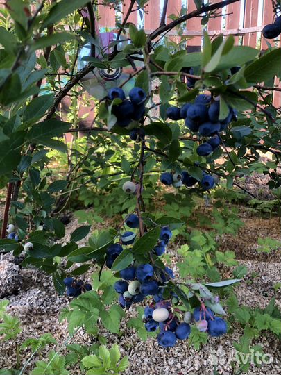 Голубика садовая саженцы