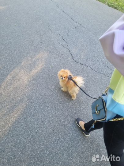 Передержка собак небольших пород