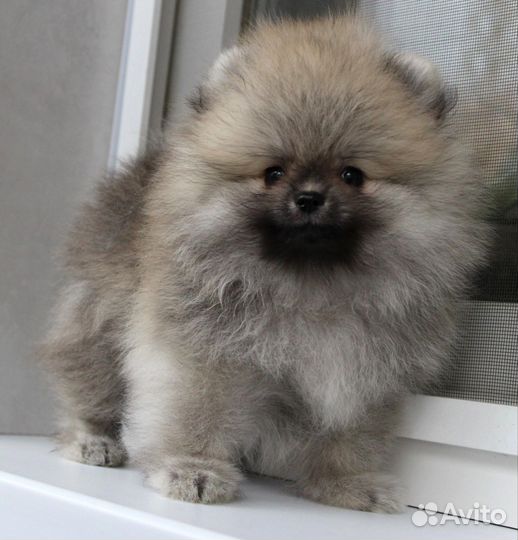 Померанский шпиц