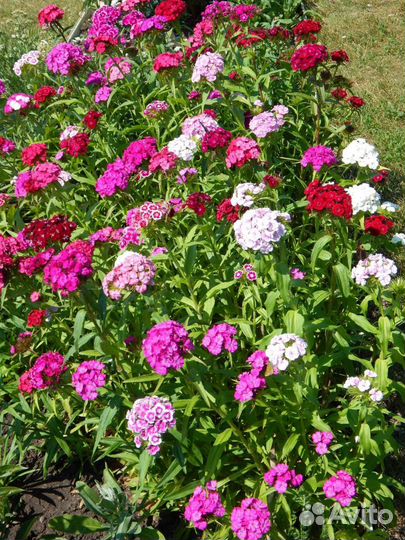 Турецкая Гвоздика