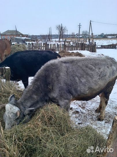 Корова дойная
