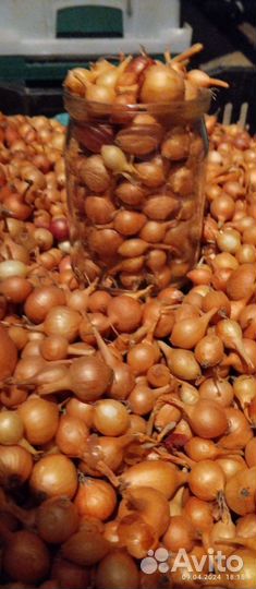 Лук для посадки