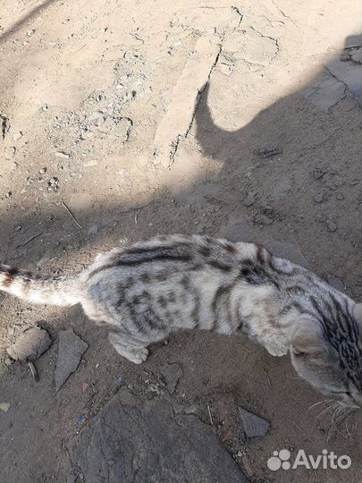 Котик в добрые руки