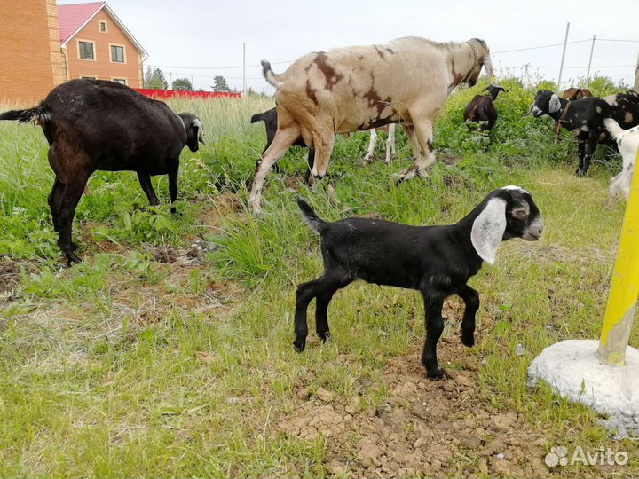 Козлы, козы