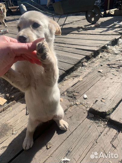 Щенки маленькой дворняжки