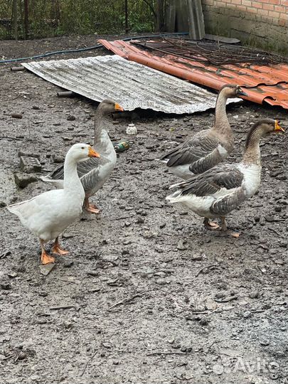 Гуси