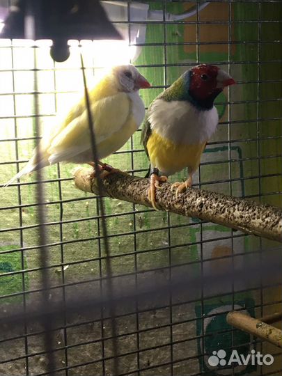 Амадин Гульда