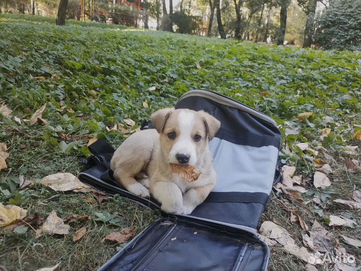 Щенок в добрые руки бесплатно