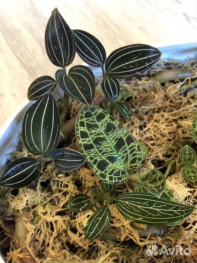 Драгоценные орхидеи