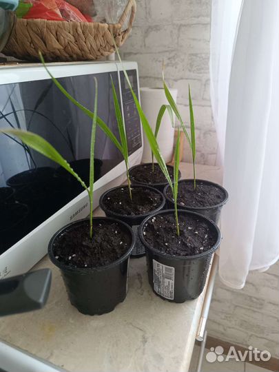 Пальма вашингтония