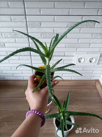 Алоэ столетник