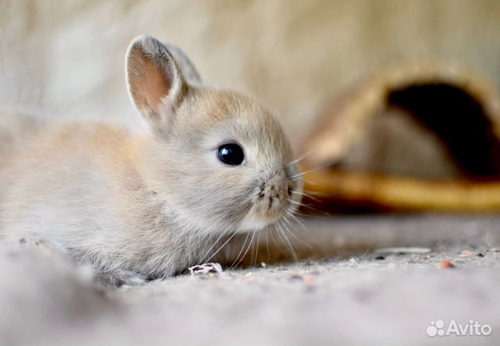 Питомник декоративных карликовых кроликов